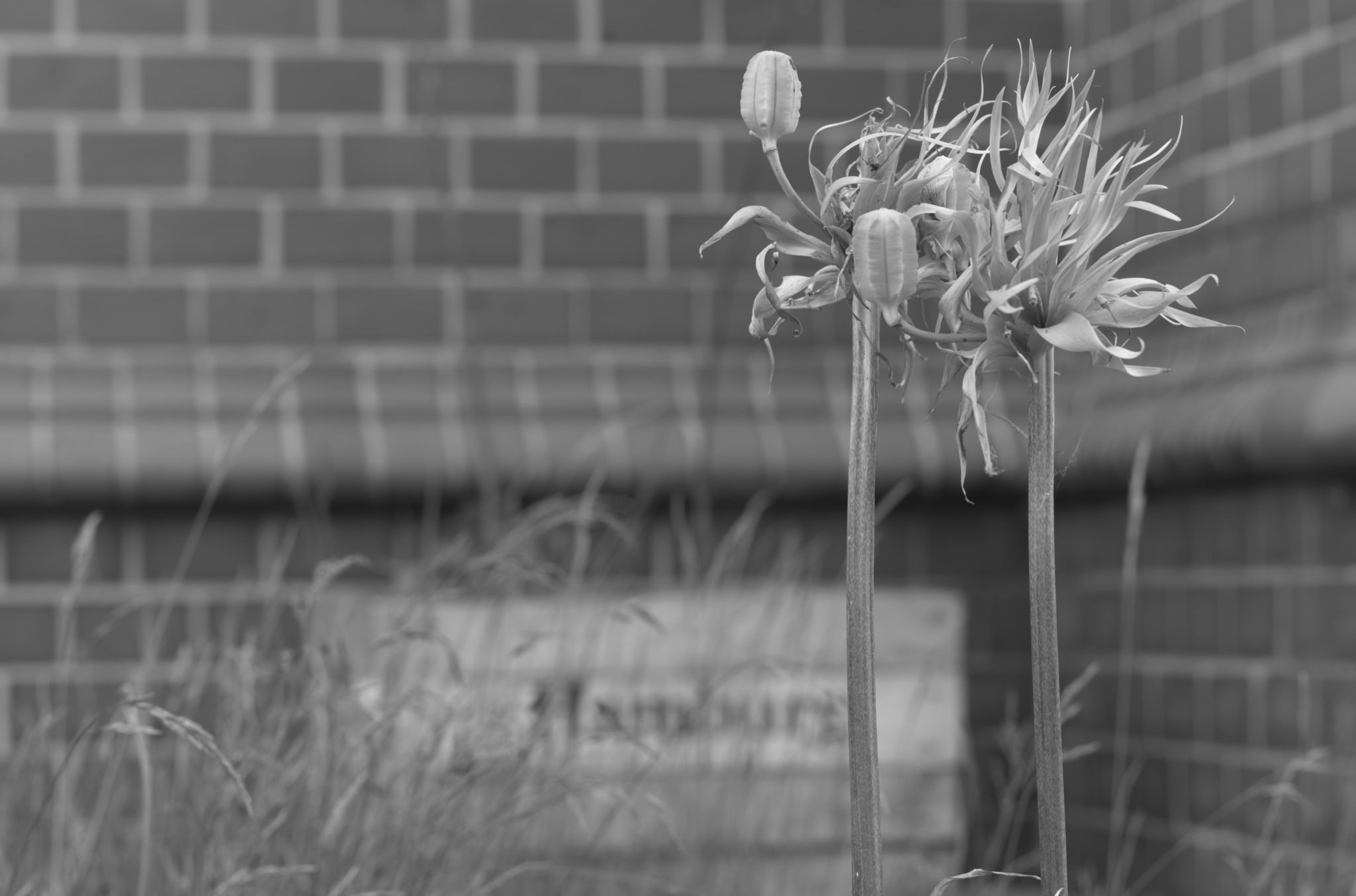 20210602  Gruen(t)raumHeimfeld 010